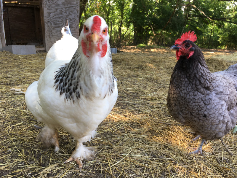 Chicken-sitting (at your coop or mine)