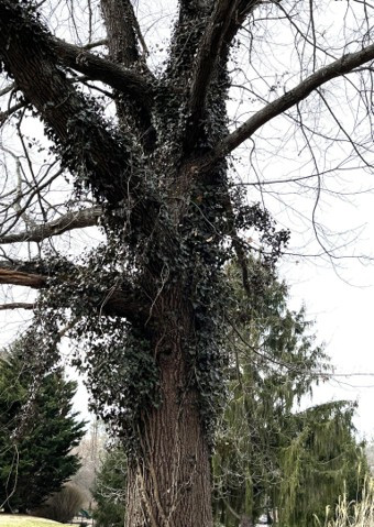 Rescue your trees from invasive English ivy