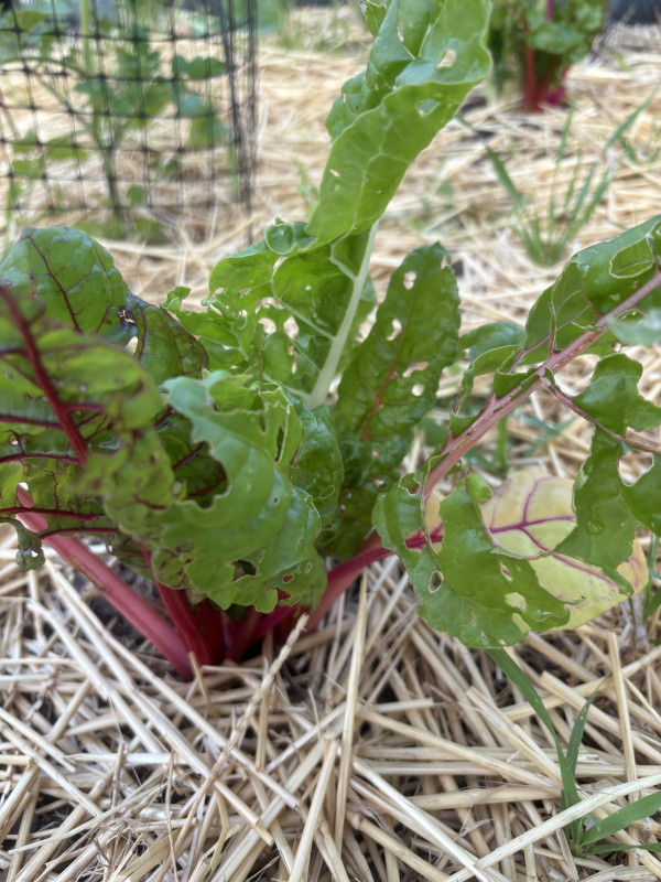 Organic garden - pest control